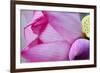 Pink Lotus Petal Bud Close-Up Macro Hong Kong Flower Market-William Perry-Framed Photographic Print