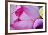 Pink Lotus Petal Bud Close-Up Macro Hong Kong Flower Market-William Perry-Framed Photographic Print