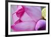 Pink Lotus Petal Bud Close-Up Macro Hong Kong Flower Market-William Perry-Framed Photographic Print