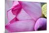 Pink Lotus Petal Bud Close-Up Macro Hong Kong Flower Market-William Perry-Mounted Photographic Print