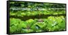 Pink Lotus Pond Garden Lily Pads Summer Palace, Beijing, China-William Perry-Framed Stretched Canvas