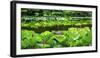 Pink Lotus Pond Garden Lily Pads Summer Palace, Beijing, China-William Perry-Framed Photographic Print