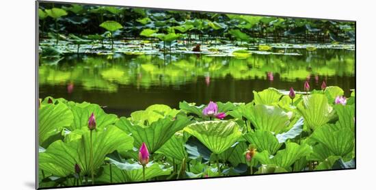 Pink Lotus Pond Garden Lily Pads Summer Palace, Beijing, China-William Perry-Mounted Photographic Print
