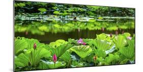 Pink Lotus Pond Garden Lily Pads Summer Palace, Beijing, China-William Perry-Mounted Photographic Print