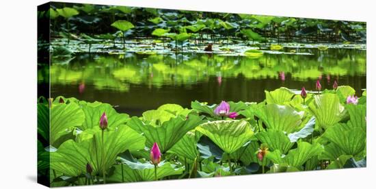 Pink Lotus Pond Garden Lily Pads Summer Palace, Beijing, China-William Perry-Stretched Canvas