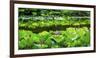 Pink Lotus Pond Garden Lily Pads Summer Palace, Beijing, China-William Perry-Framed Photographic Print