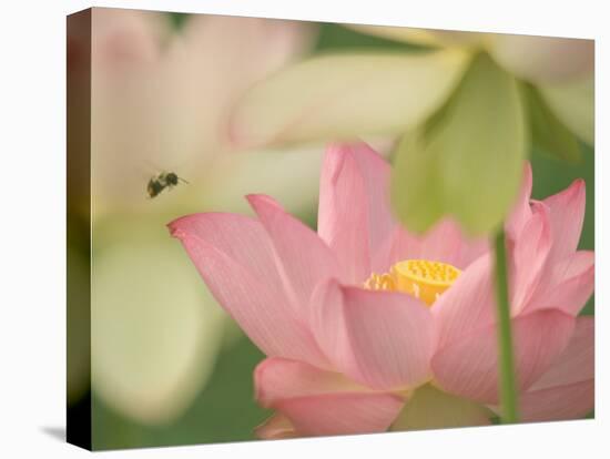 Pink Lotus With Bee, Kenilworth Aquatic Gardens, Washington DC, USA-Corey Hilz-Stretched Canvas