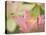 Pink Lotus With Bee, Kenilworth Aquatic Gardens, Washington DC, USA-Corey Hilz-Stretched Canvas