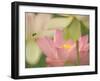 Pink Lotus With Bee, Kenilworth Aquatic Gardens, Washington DC, USA-Corey Hilz-Framed Photographic Print