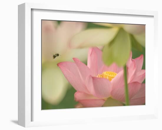 Pink Lotus With Bee, Kenilworth Aquatic Gardens, Washington DC, USA-Corey Hilz-Framed Photographic Print