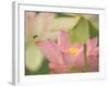 Pink Lotus With Bee, Kenilworth Aquatic Gardens, Washington DC, USA-Corey Hilz-Framed Photographic Print