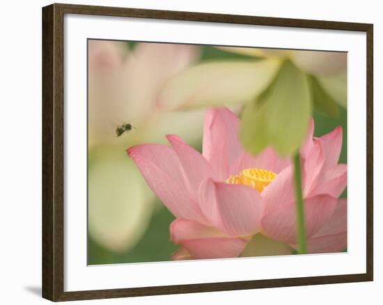 Pink Lotus With Bee, Kenilworth Aquatic Gardens, Washington DC, USA-Corey Hilz-Framed Photographic Print