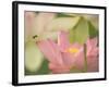 Pink Lotus With Bee, Kenilworth Aquatic Gardens, Washington DC, USA-Corey Hilz-Framed Photographic Print