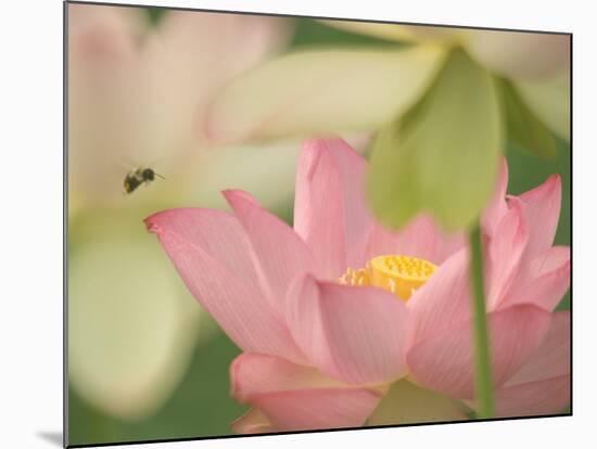 Pink Lotus With Bee, Kenilworth Aquatic Gardens, Washington DC, USA-Corey Hilz-Mounted Photographic Print