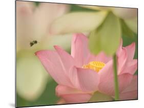 Pink Lotus With Bee, Kenilworth Aquatic Gardens, Washington DC, USA-Corey Hilz-Mounted Photographic Print