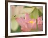 Pink Lotus With Bee, Kenilworth Aquatic Gardens, Washington DC, USA-Corey Hilz-Framed Photographic Print