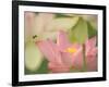 Pink Lotus With Bee, Kenilworth Aquatic Gardens, Washington DC, USA-Corey Hilz-Framed Photographic Print