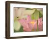 Pink Lotus With Bee, Kenilworth Aquatic Gardens, Washington DC, USA-Corey Hilz-Framed Photographic Print