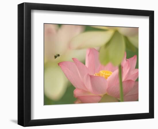 Pink Lotus With Bee, Kenilworth Aquatic Gardens, Washington DC, USA-Corey Hilz-Framed Photographic Print