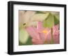 Pink Lotus With Bee, Kenilworth Aquatic Gardens, Washington DC, USA-Corey Hilz-Framed Photographic Print