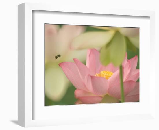 Pink Lotus With Bee, Kenilworth Aquatic Gardens, Washington DC, USA-Corey Hilz-Framed Photographic Print