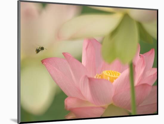 Pink Lotus With Bee, Kenilworth Aquatic Gardens, Washington DC, USA-Corey Hilz-Mounted Photographic Print