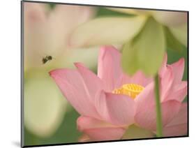 Pink Lotus With Bee, Kenilworth Aquatic Gardens, Washington DC, USA-Corey Hilz-Mounted Photographic Print