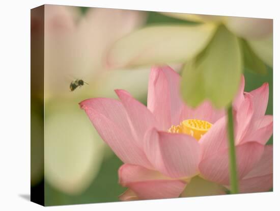 Pink Lotus With Bee, Kenilworth Aquatic Gardens, Washington DC, USA-Corey Hilz-Stretched Canvas