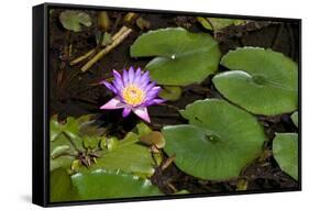 Pink Lotus with its Leaves-andras_csontos-Framed Stretched Canvas