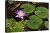 Pink Lotus with its Leaves-andras_csontos-Stretched Canvas