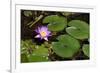 Pink Lotus with its Leaves-andras_csontos-Framed Photographic Print