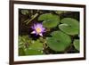 Pink Lotus with its Leaves-andras_csontos-Framed Photographic Print