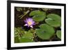 Pink Lotus with its Leaves-andras_csontos-Framed Photographic Print