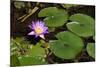 Pink Lotus with its Leaves-andras_csontos-Mounted Photographic Print