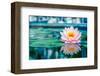 Pink Lotus with Reflection-null-Framed Art Print