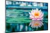 Pink Lotus with Reflection-null-Mounted Art Print