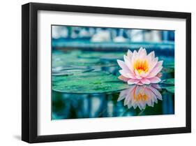 Pink Lotus with Reflection-null-Framed Art Print