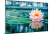 Pink Lotus with Reflection-null-Mounted Art Print