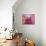 Pink Lotus-Sally Bennett Baxley-Mounted Giclee Print displayed on a wall