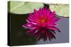 Pink Lotus-samarttiw-Stretched Canvas