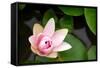 Pink Lotus-voraorn-Framed Stretched Canvas