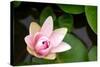 Pink Lotus-voraorn-Stretched Canvas