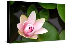 Pink Lotus-voraorn-Stretched Canvas