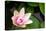Pink Lotus-voraorn-Stretched Canvas