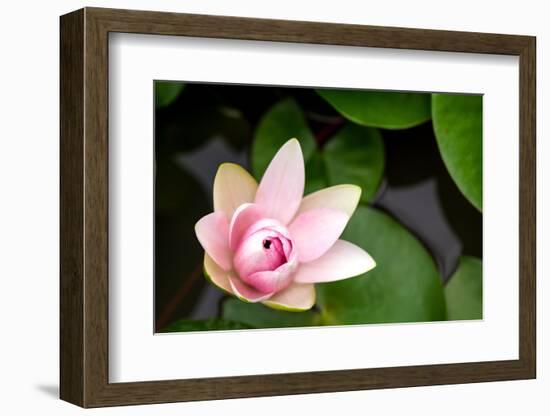 Pink Lotus-voraorn-Framed Photographic Print