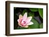 Pink Lotus-voraorn-Framed Photographic Print