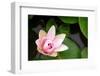 Pink Lotus-voraorn-Framed Photographic Print