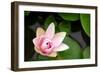 Pink Lotus-voraorn-Framed Photographic Print