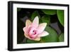 Pink Lotus-voraorn-Framed Photographic Print