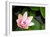 Pink Lotus-voraorn-Framed Photographic Print